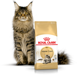 Kačių maistas Royal Canin Maine Coon Adult 10kg.