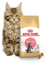 Kačių maistas Royal Canin Maine Coon Kitten 2kg.