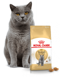 Kačių maistas Royal Canin British Shorthair Adult 10kg.